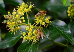 Honeybee on Ivy